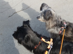 Obermaiselstein 2018 (10)